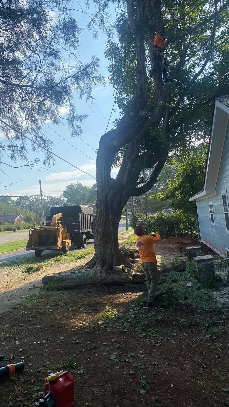 Charlie Tree Service | Tree Removal Charlotte, NC